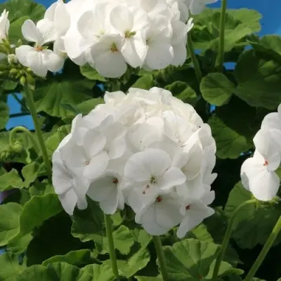 lyustra-vayt-main-336534