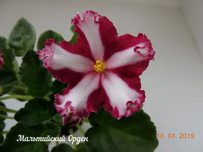 maltiyskiy-orden-2-314351