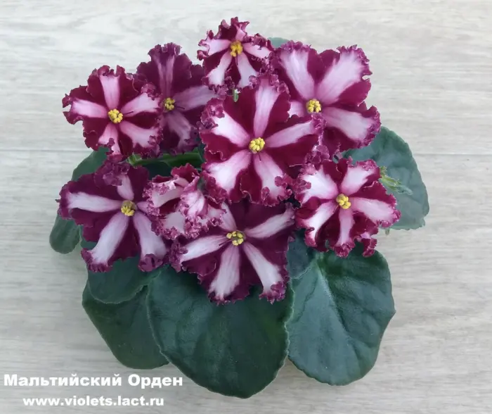 maltiyskiy-orden-4-314351