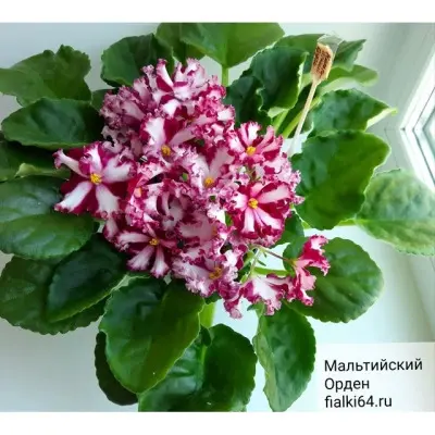 maltiyskiy-orden-6-314351