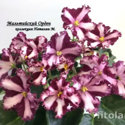 maltiyskiy-orden-9-314351