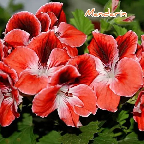 mandarin-3-333444