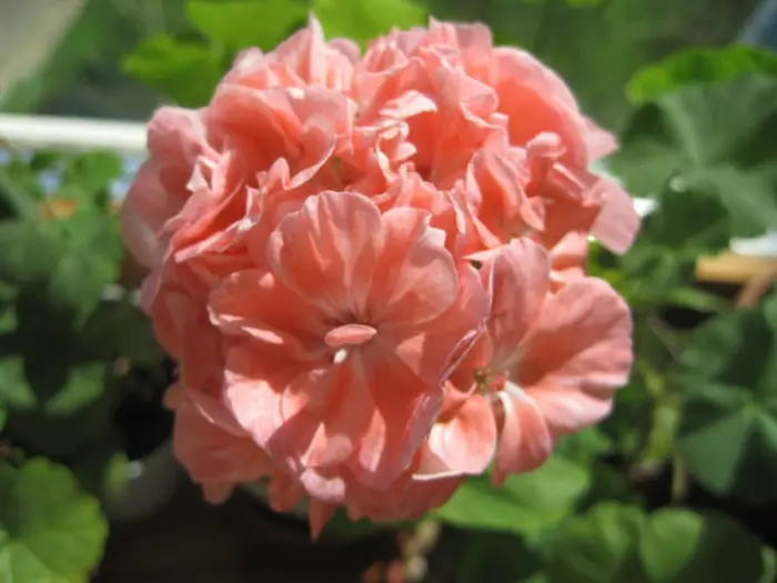 marbacka-rose-1-337989