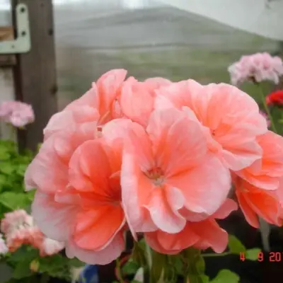 marbacka-rose-3-337989