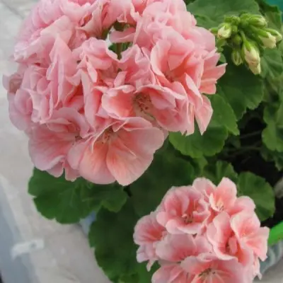 marbacka-rose-4-337989