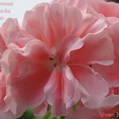 marbacka-rose-5-337989