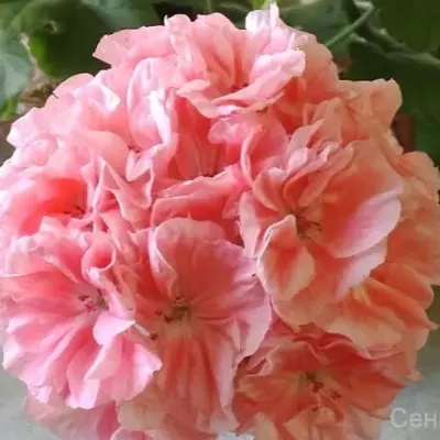 marbacka-rose-6-337989