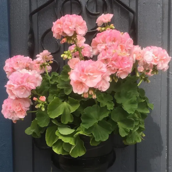 marbacka-rose-main-337989