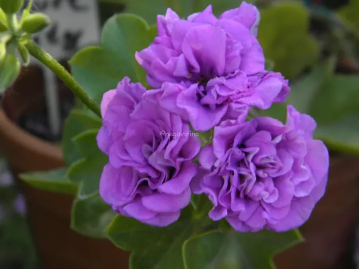 mauve-beauty-1-336347