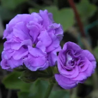 mauve-beauty-10-336347