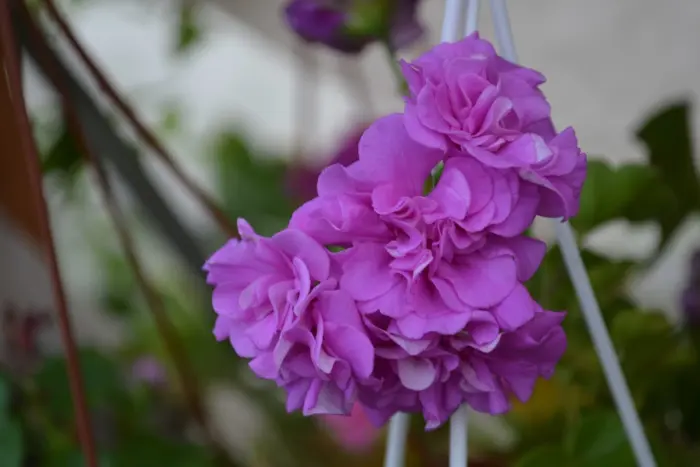 mauve-beauty-2-336347