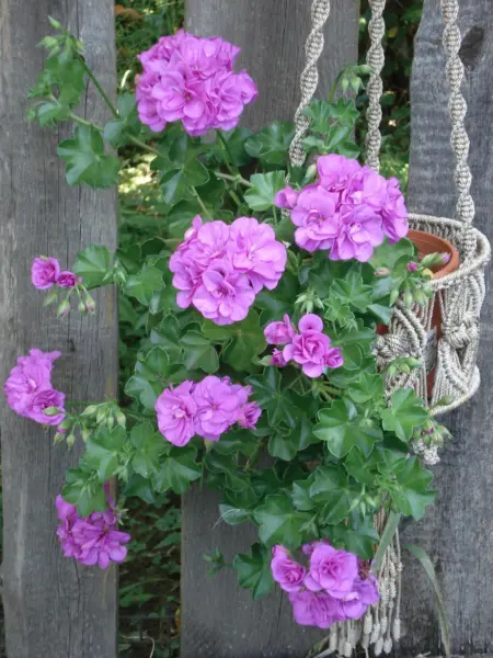 mauve-beauty-4-336347