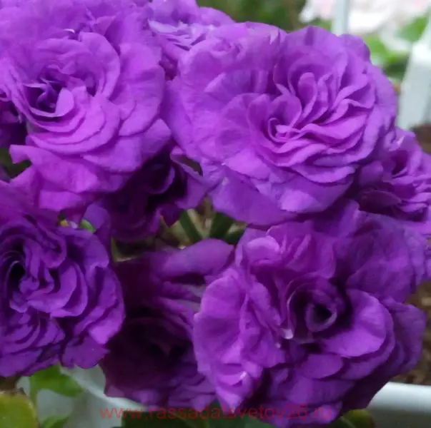 mauve-beauty-5-336347