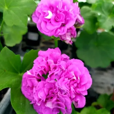 mauve-beauty-6-336347