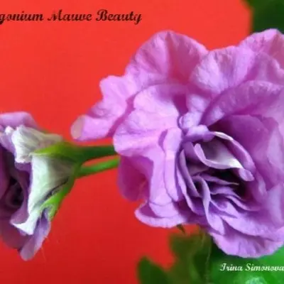 mauve-beauty-9-336347