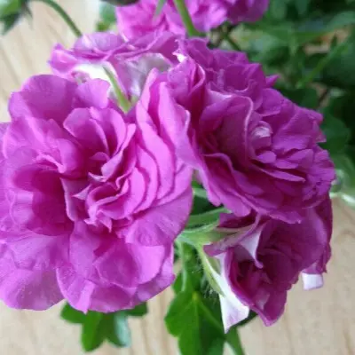 mauve-beauty-main-336347