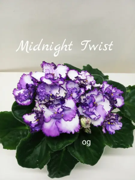 midnight-twist-2-318251