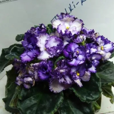 midnight-twist-4-318251