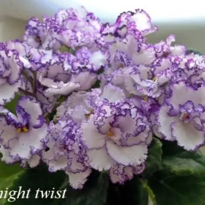 midnight-twist-8-318251
