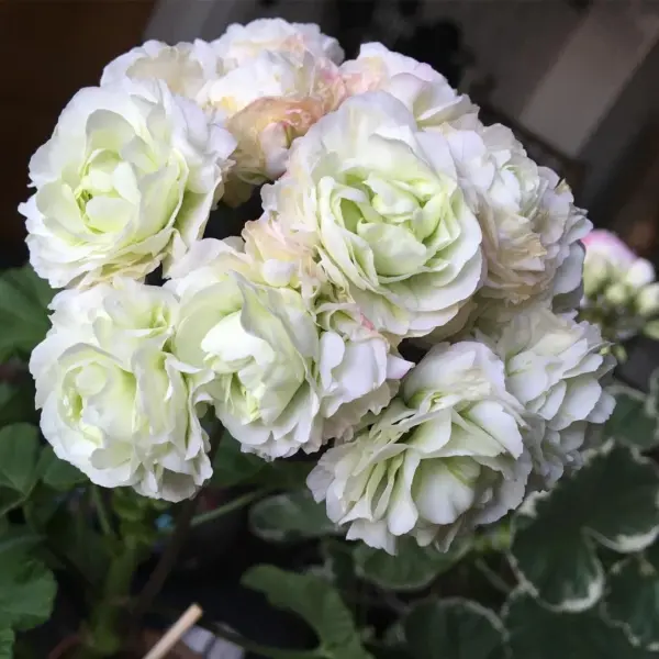 midori-buke-midori-buke-3-339328