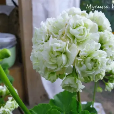 midori-buke-midori-buke-5-339328