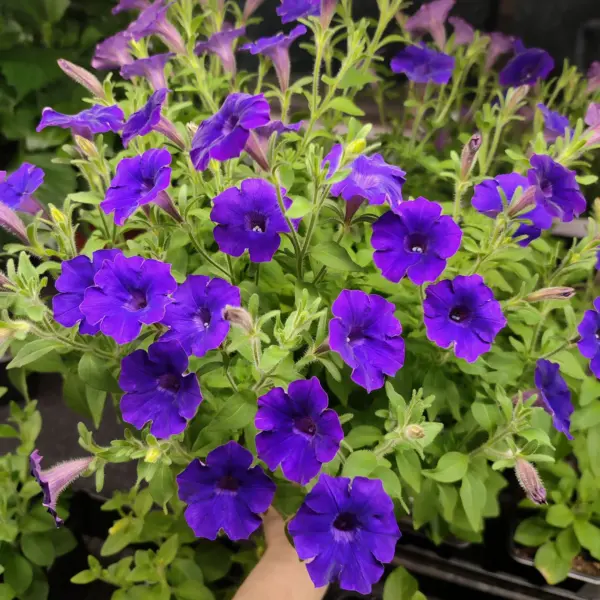 mini-vista-violet-1-343776