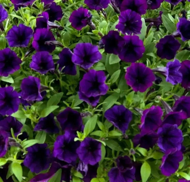 mini-vista-violet-2-343776
