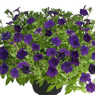 mini-vista-violet-3-343776