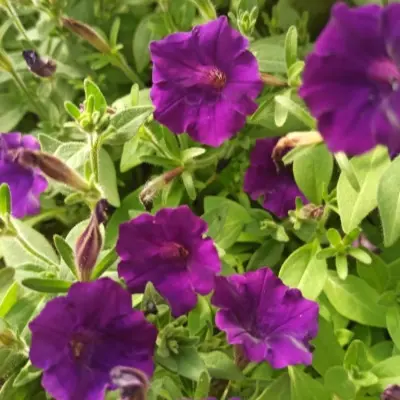 mini-vista-violet-main-343776