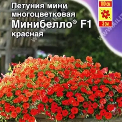 minibello-krasnaya-2-343942
