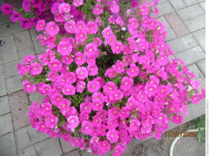 minibello-sakura-2-344943