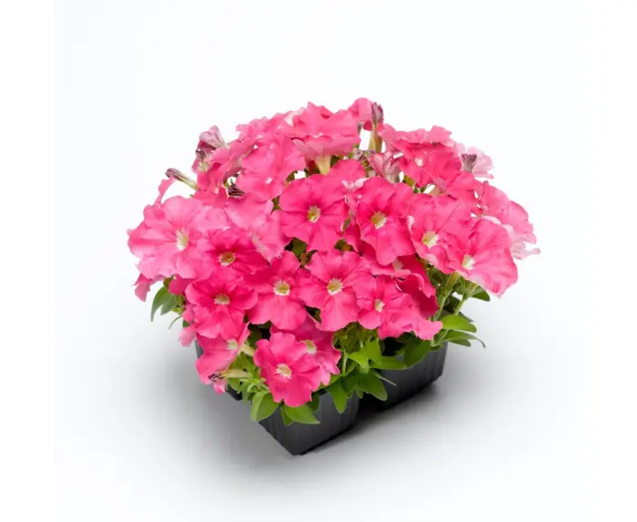 minibello-sakura-3-344943
