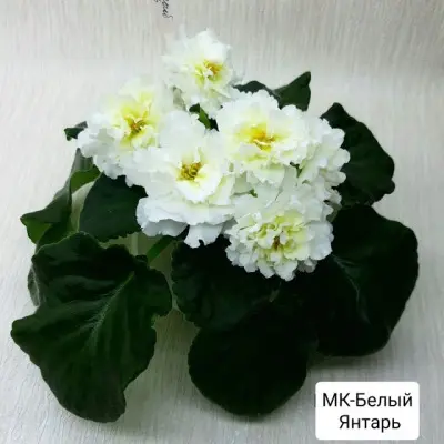 mk-belyy-yantar-7-328901