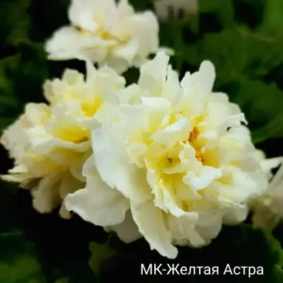 mk-zheltaya-astra-6-328028
