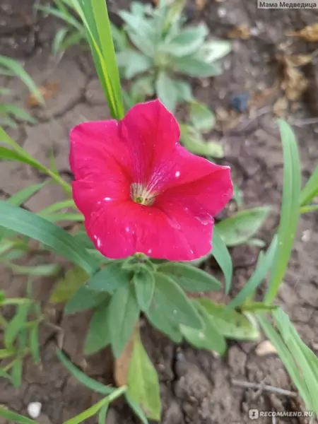 mlechnyy-put-red-4-343925