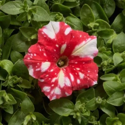 mlechnyy-put-red-5-343925