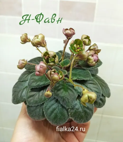 n-favn-2-324158