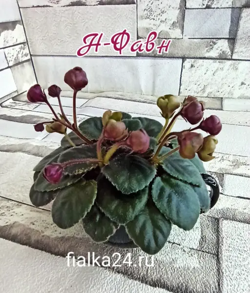 n-favn-3-324158