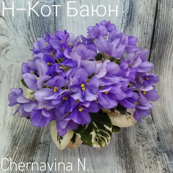 n-kot-bayun-1-330796