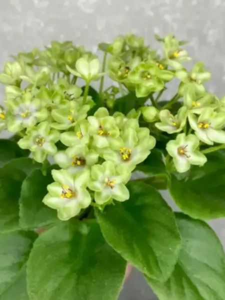 n-lyagushonok-2-320539
