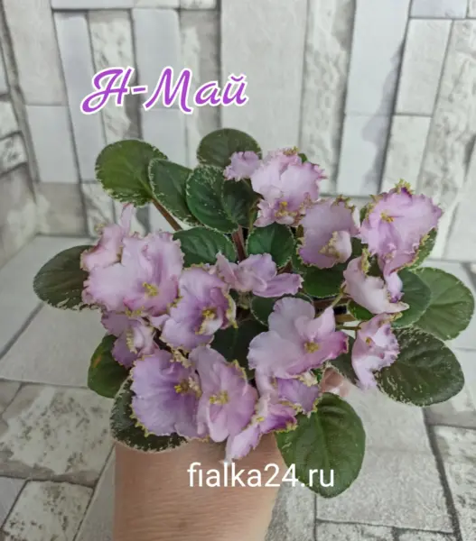 n-may-1-327868