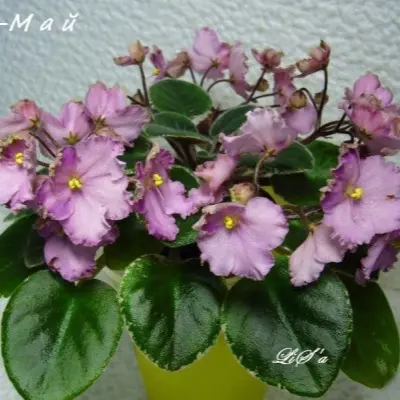 n-may-5-327868
