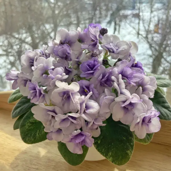 n-morskoy-priboy-4-329165