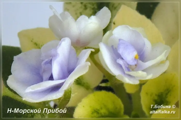 n-morskoy-priboy-5-329165