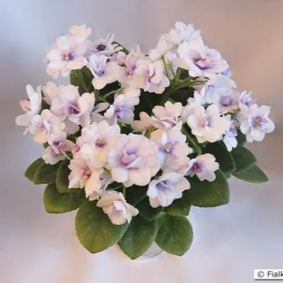 n-morskoy-priboy-6-329165