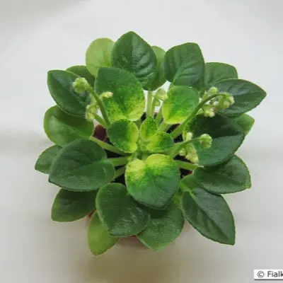 n-morskoy-priboy-8-329165