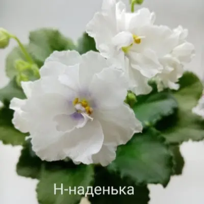 n-nadenka-2-311273