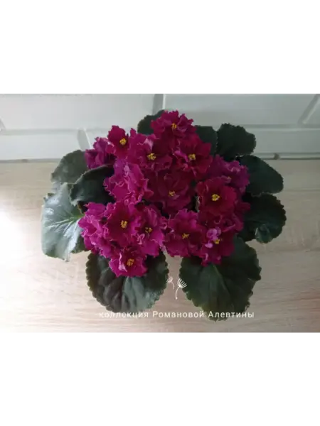 nd-barhatnyy-pion-3-325783