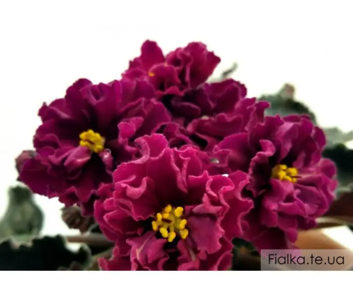 nd-barhatnyy-pion-4-325783