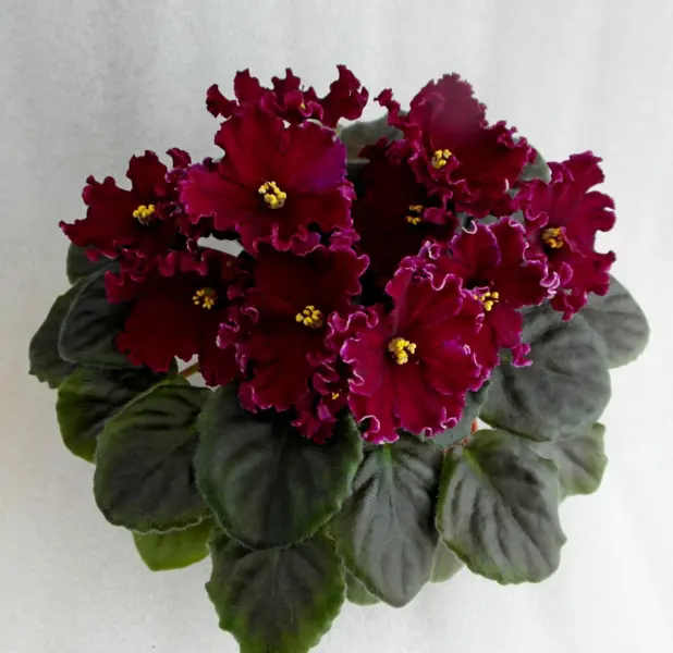 nd-barhatnyy-pion-6-325783